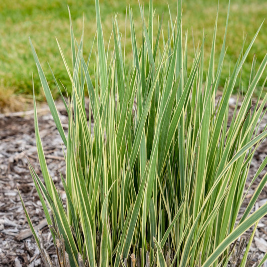 Close-up of Prairie Winds® 'Switcheroo' Switch Grass (Panicum) features long, narrow leaves with creamy-white edges in a mulched garden bed, highlighted against a backdrop of blurred green grass - Photo Courtesy of Walters Gardens, Inc.