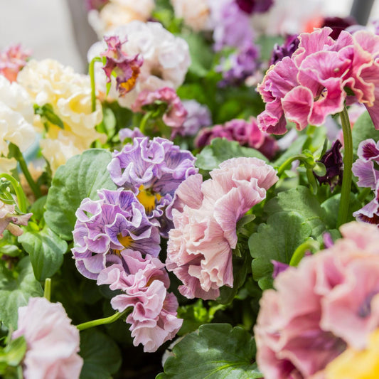 A close-up of frilly, multicolored Elegance Antoinette Collection Pansy (Viola) flowers in pink, purple, yellow, and white with green leaves - Photo Courtesy of Tagawa Greenhouses, Inc.