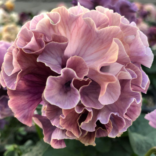 A close-up of an Elegance Antoinette Collection Pansy (Viola) showcases pale pink and purple, ruffled petals that evoke soft, wavy blooms against a green, blurred background - Photo Courtesy of Tagawa Greenhouses, Inc.