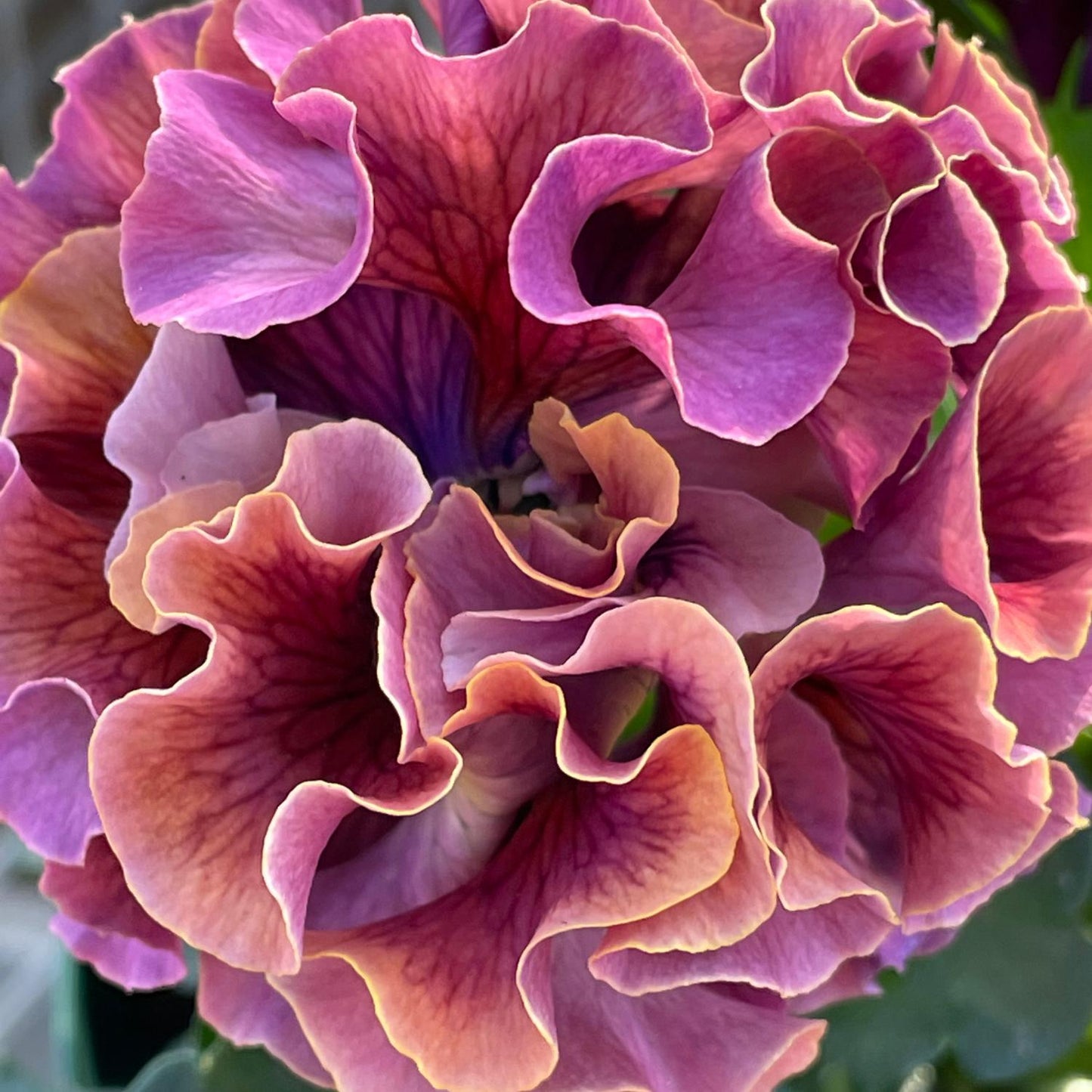 A close-up of Elegance Antoinette Collection Pansy (Viola) blooms with multi-layered petals in purple, pink, and peach hues. Delicate veining and wavy edges highlight the intricate texture of these cool-season flowers - Photo Courtesy of Tagawa Greenhouses, Inc.