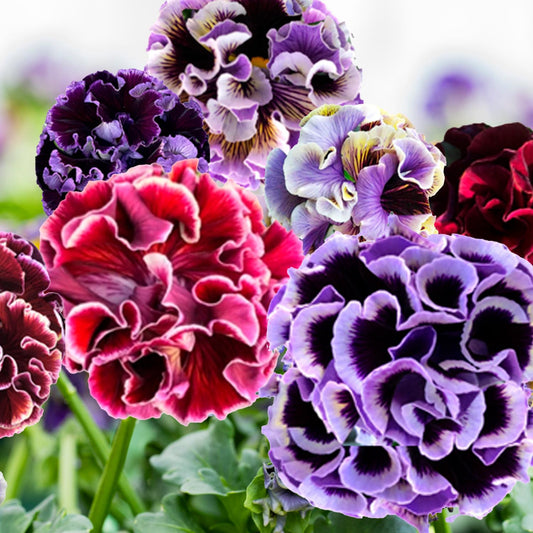 Clusters of Elegance Twilight Collection Pansy (Viola) bloom in rich purple, lavender, red, and violet above green stems—ideal for adding vibrant color with cool-season pansies against a softly blurred backdrop - Photo Courtesy of Tagawa Greenhouses, Inc.