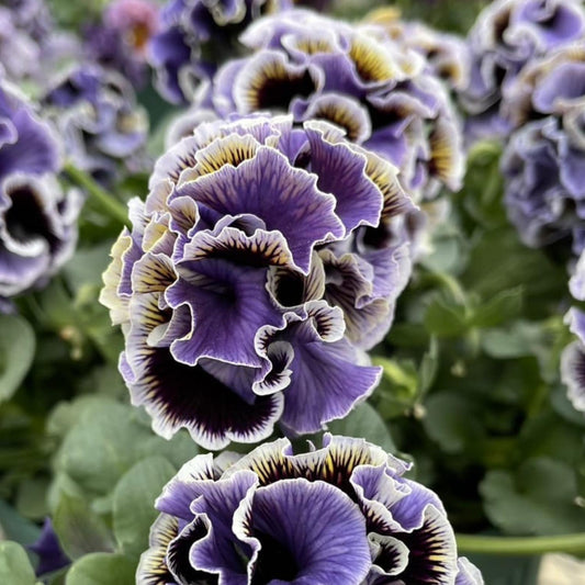 Close-up of Elegance Twilight Collection Pansy (Viola) featuring ruffled purple petals with white and dark edges, set among green leaves. The intricate textures and vibrant colors make these cool-season pansies stand out - Photo Courtesy of Tagawa Greenhouses, Inc.