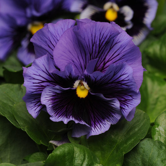 Close-up of the 'Frizzle Sizzle Blue' Ruffled Pansy (Viola), a cool-weather plant, featuring blue ruffled petals with dark purple veins, a yellow center, and lush green leaves - Photo Courtesy of Ball Horticulture, Inc.