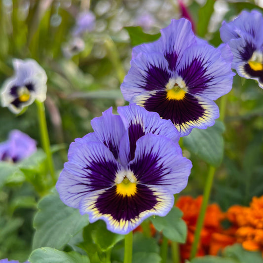 Close-up of two vibrant 'Frizzle Sizzle Blue' Ruffled Pansy (Viola) blooms with blue ruffled petals and dark purple-yellow centers, surrounded by green leaves and blurred orange flowers - Photo Property of Garden Crossings LLC.