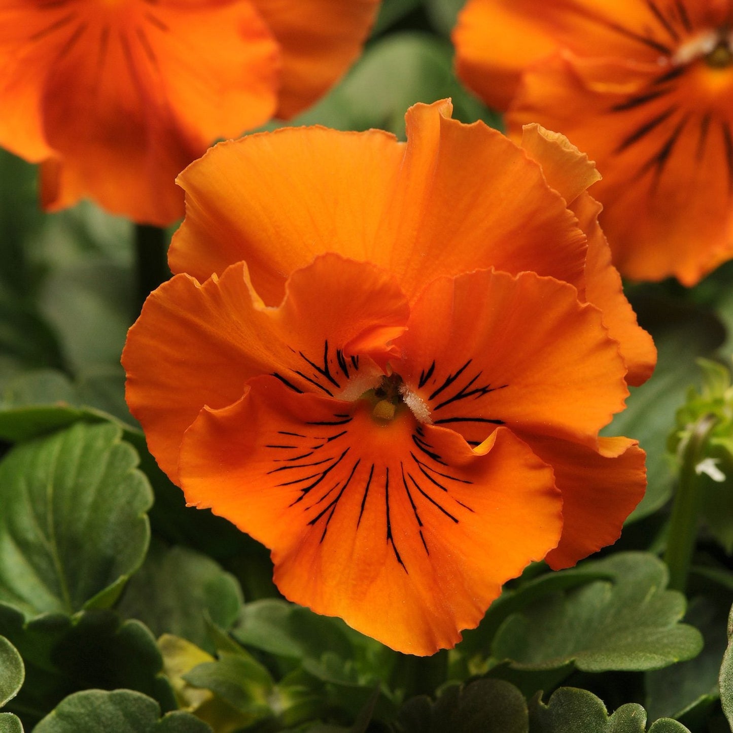 Close-up of a vibrant Frizzle Sizzle Orange' Ruffled Pansy (Viola) with delicate black lines at its center, surrounded by green leaves and other ruffled pansies in the background - Photo Courtesy of Ball Horticulture, Inc.
