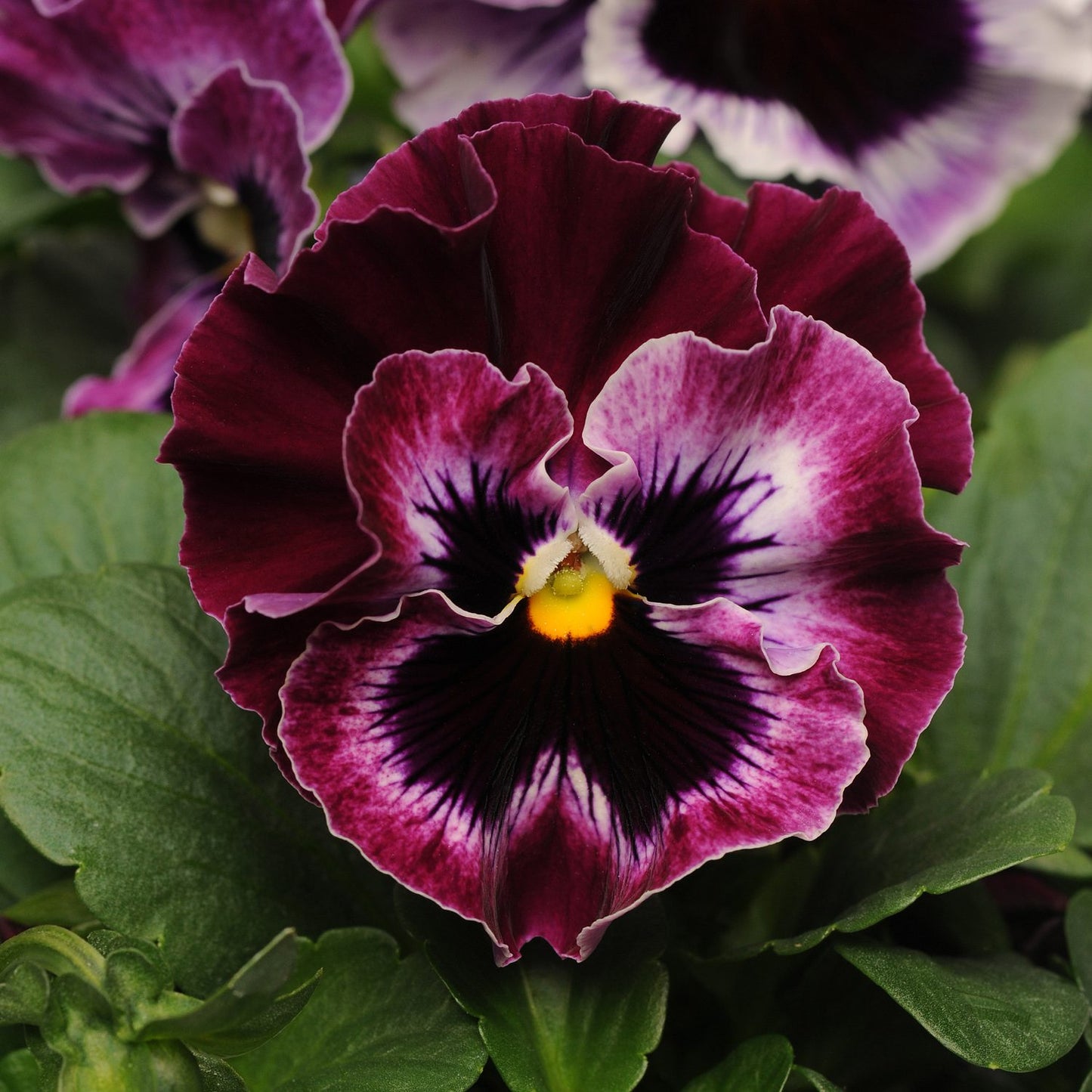 A close-up of a Frizzle Sizzle Raspberry' Ruffled Pansy (Viola) shows maroon and purple ruffled petals with a yellow center, surrounded by green leaves and another blurred pansy in the background - Photo Courtesy of Ball Horticulture, Inc.