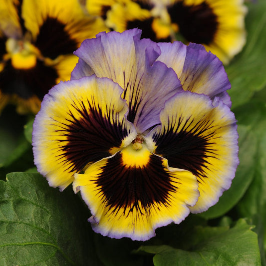 A close-up of a 'Frizzle Sizzle Yellow Blue Swirl' Ruffled Pansy (Viola) featuring purple, yellow, and black ruffled petals with intricate patterns, set against green leaves - Photo Courtesy of Ball Horticulture, Inc.