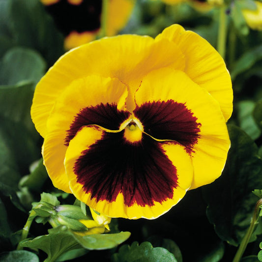 Majestic Giants Yellow Blotch Pansy (Viola) - Photo Courtesy of Ball Horticulure, Inc.