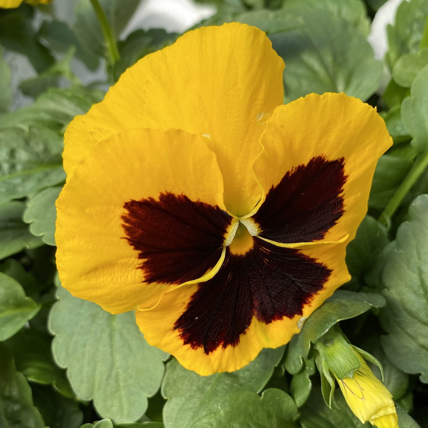 A close-up of a Majestic Giants Yellow Blotch Pansy (Viola) shows its extra-large yellow blooms with dark maroon center markings, surrounded by green leaves and a nearby small flower bud - Photo Property of Garden Crossings LLC.