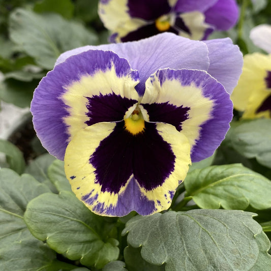 Majestic Giants Marina Shades Blotch Pansy (Viola) - Photo Property of Garden Crossings LLC