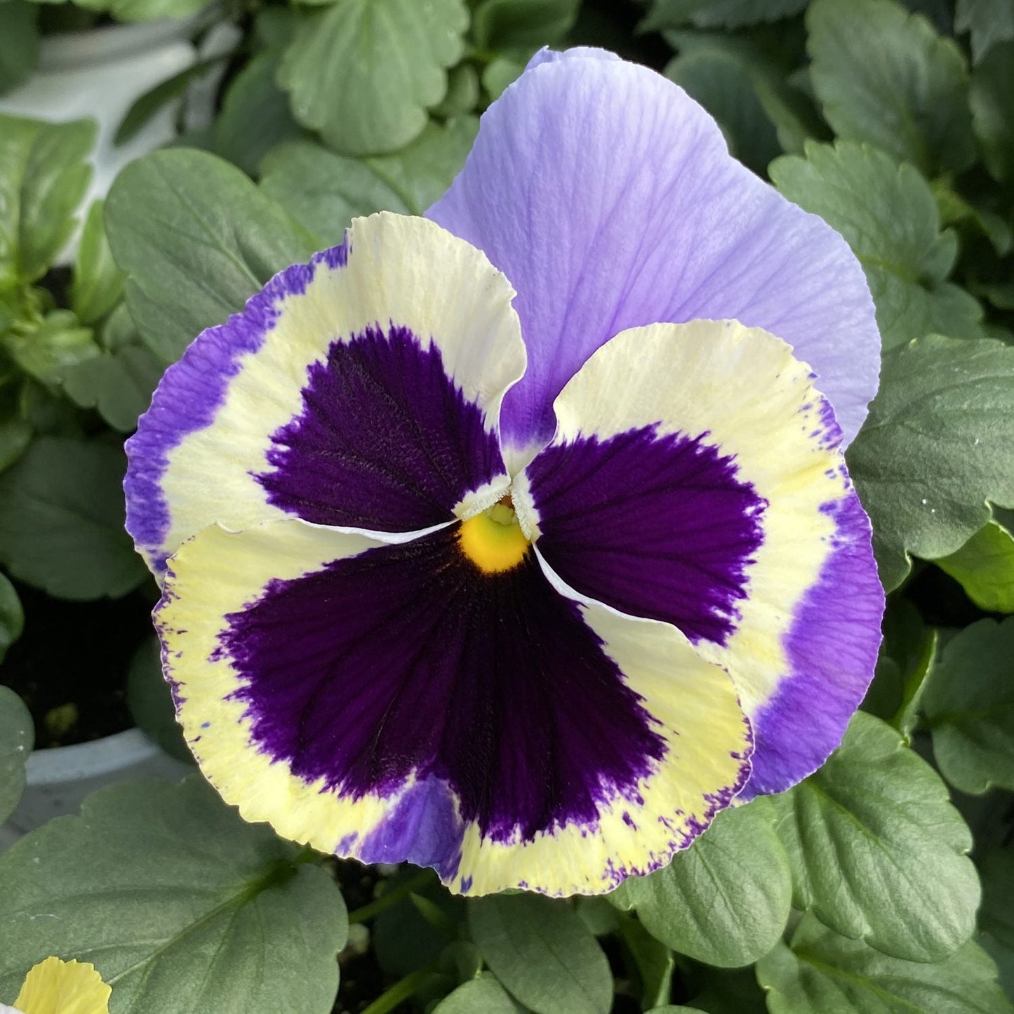 A close-up of a Majestic Giants Marina Shades Blotch Pansy (Viola), an early-blooming perennial with purple, yellow, and creamy white petals featuring a bold dark purple center and small yellow spot, surrounded by green leaves - Photo Property of Garden Crossings LLC.