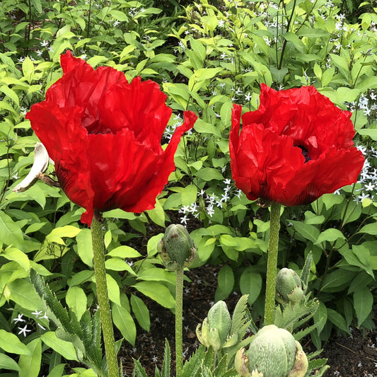 Beauty of Livermere' Oriental Poppy (Papaver) - Photo Property of Garden Crossings LLC
