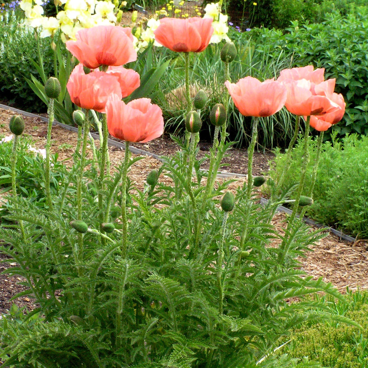 A cluster of tall, pink 'Queen Alexander' Oriental Poppy (Papaver) flowers with feathery green foliage thrives in a perennial garden bed, accented by mulch, rich greenery, and yellow blossoms in the background - Photo Courtesy of Walters Gardens, Inc.