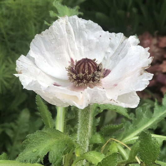 Royal Wedding' Oriental Poppy (Papaver) - Photo Property of Garden Crossings LLC