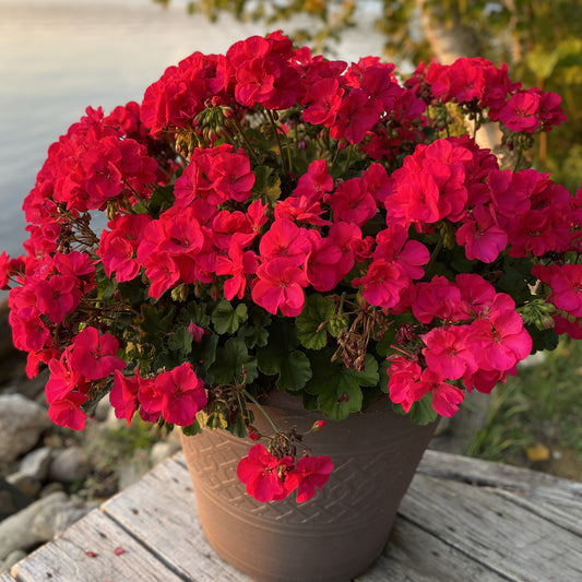 Americana® Cherry Rose Zonal Geranium (Pelargonium) - Photo Property of Garden Crossings LLC