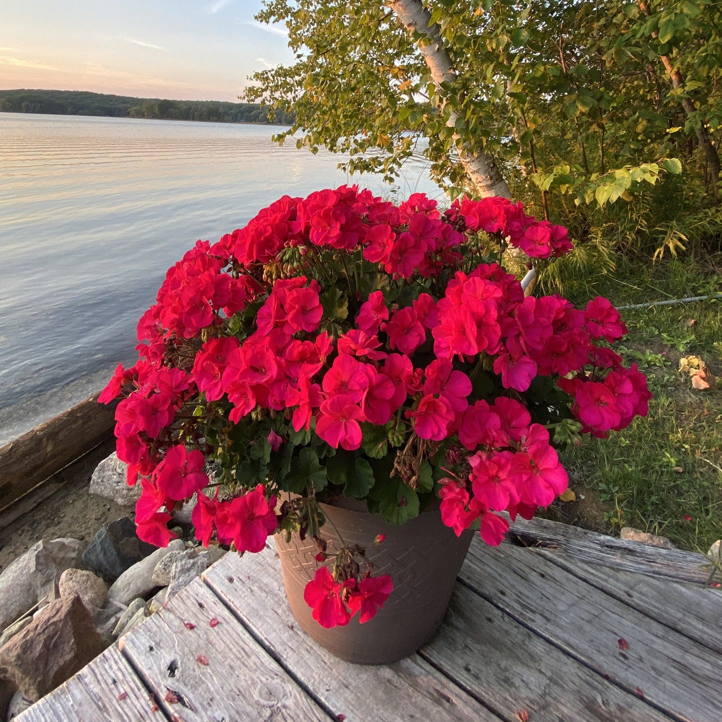 A large pot of Americana® Cherry Rose Zonal Geranium (Pelargonium), rests on a weathered dock by a tranquil lake, surrounded by trees and rocks beneath a gentle evening sky - Photo Property of Garden Crossings LLC. Decorative pot not included.