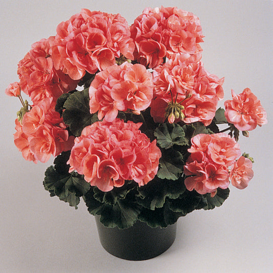 A black pot displays green leaves and clusters of large pink Americana® Salmon Zonal Geraniums (Pelargonium) in full bloom, set against a plain light background - Photo Courtesy of Ball Horticulure, Inc. Decorative pot not included.