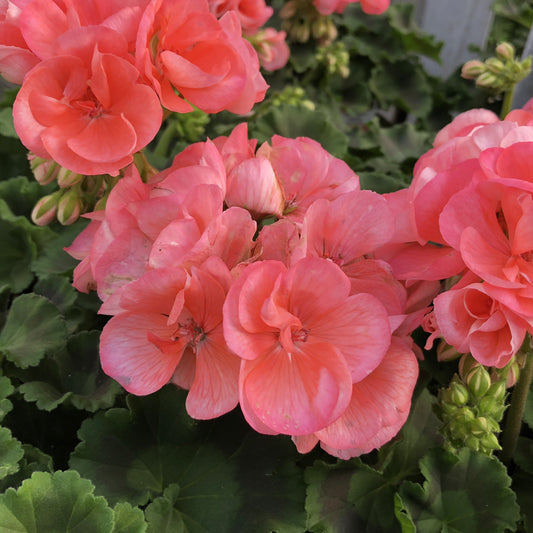 Americana® Salmon Zonal Geranium (Pelargonium) - Photo Property of Garden Crossings LLC
