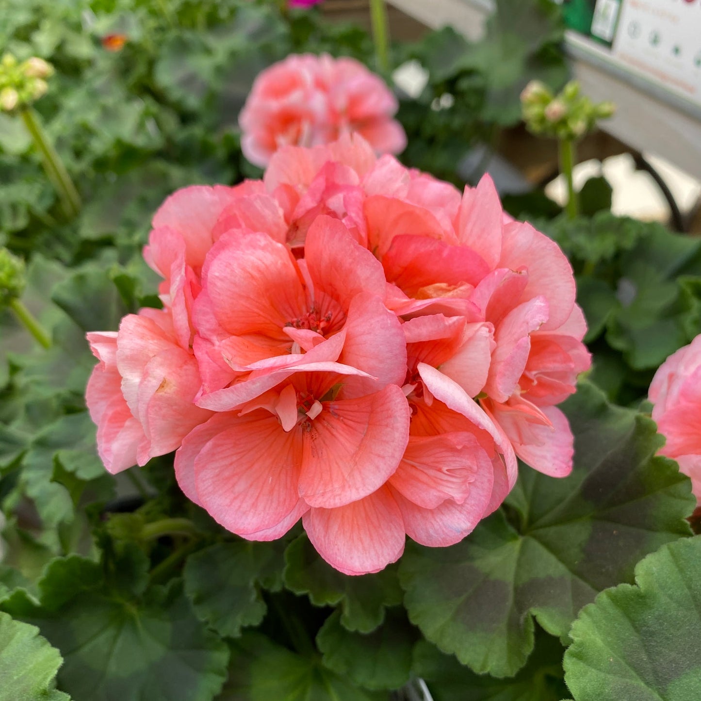 Close-up of the Americana® Salmon Zonal Geranium (Pelargonium) features vibrant salmon-pink blooms with rounded green leaves. The delicate, layered petals create a lush look - Photo Property of Garden Crossings LLC.