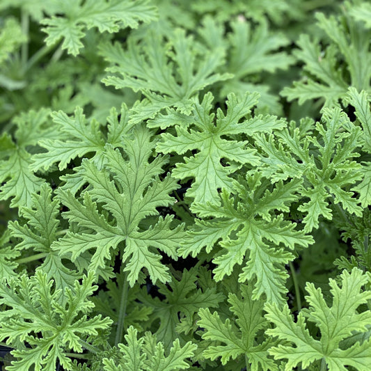 Close-up of lush, green, deeply lobed leaves of the Citronella Mosquito Plant (Pelargonium). The textured, slightly fuzzy foliage forms a vibrant pattern - Photo Property of Garden Crossings LLC.