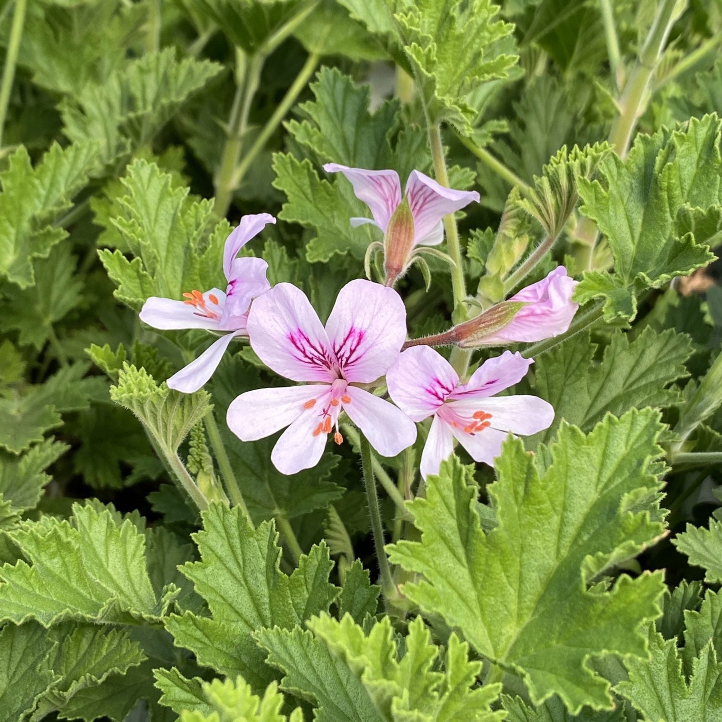 Light pink flowers with dark veins and orange stamens bloom among jagged green leaves of the Citronella Mosquito Plant (Pelargonium). Background features more lush green foliage - Photo Property of Garden Crossings LLC.