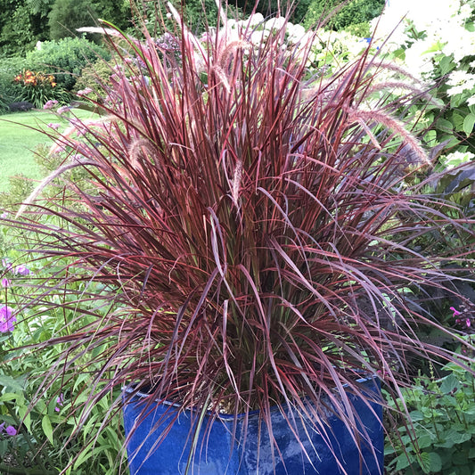 Graceful Grasses® 'Fireworks' Variegated Red Fountain Grass (Pennisetum) - Photo Property of Garden Crossings LLC