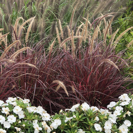 Graceful Grasses® 'Fireworks' Variegated Red Fountain Grass (Pennisetum) - Photo Property of Garden Crossings LLC