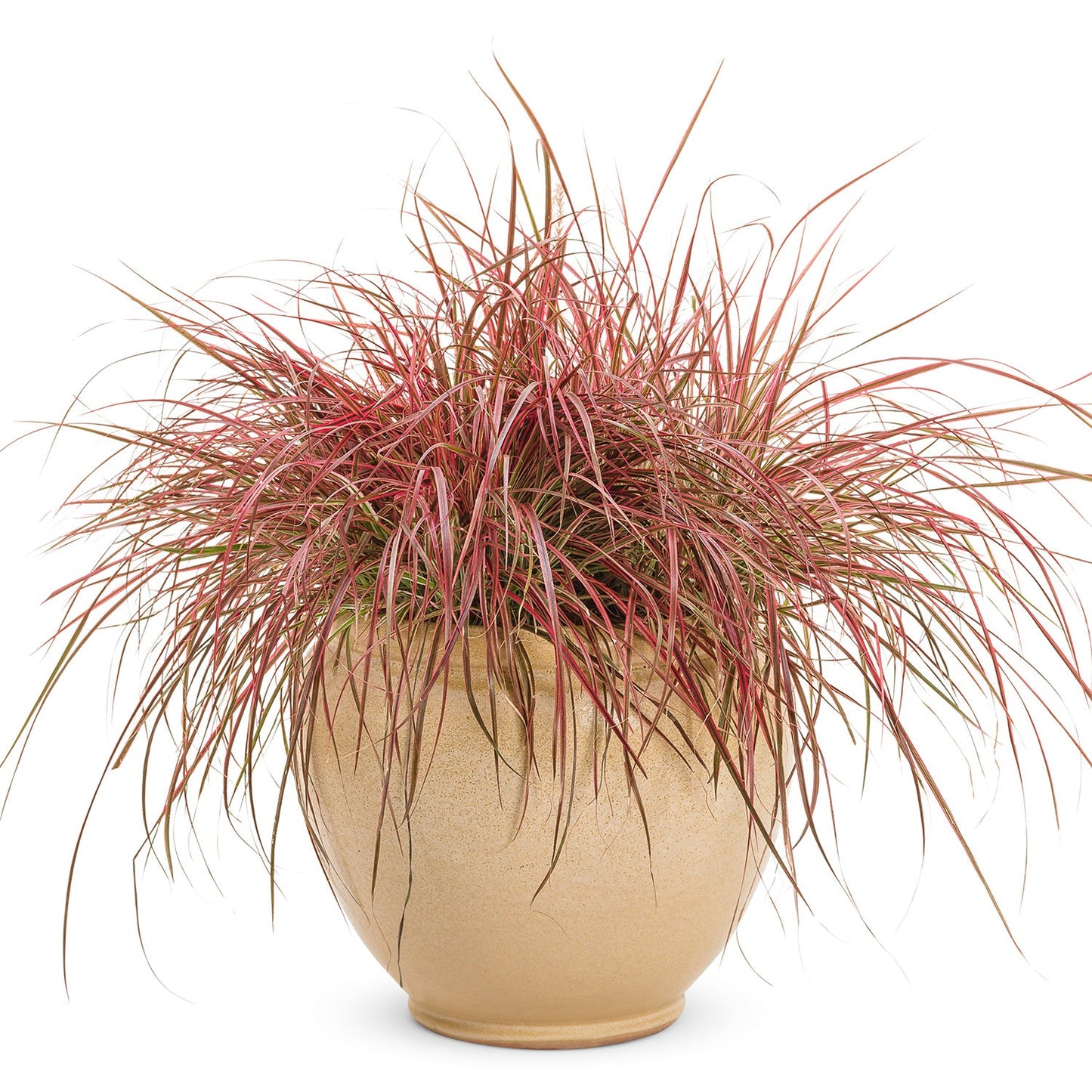 A decorative beige ceramic pot holds Graceful Grasses® 'Fireworks' Variegated Red Fountain Grass (Pennisetum), featuring bushy, long, thin green and reddish-pink leaves, displayed against a white background - Photo Courtesy of Proven Winners, Inc. Decorative pot not included.