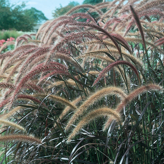 Graceful Grasses® Purple Fountain Grass Pennisetum - Photo Courtesy of Proven Winners, Inc.
