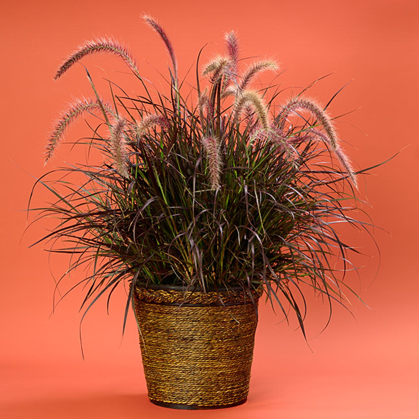 A potted Graceful Grasses® Purple Fountain Grass Pennisetum with slender green and burgundy leaves and feathery pink-purple flower spikes in a woven basket, set against an orange background - Photo Courtesy of Proven Winners, Inc. Decorative pot not included.