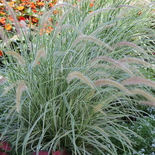 Graceful Grasses® 'Sky Rocket' Fountain Grass (Pennisetum) - Photo Property of Garden Crossings LLC