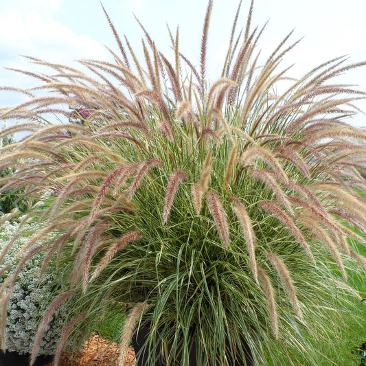 Graceful Grasses® 'Sky Rocket' Fountain Grass (Pennisetum) - Photo Property of Garden Crossings LLC