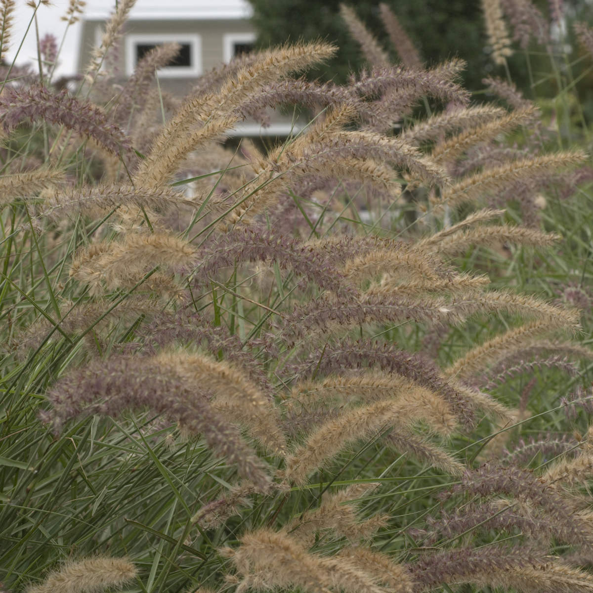 Karley Rose' Fountain Grass (Pennisetum) - Photo Courtesy of Walters Gardens, Inc.