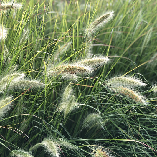 Close-up of Prairie Winds® 'Desert Plains' Fountain Grass (Pennisetum) with tall green blades and fuzzy seed heads, growing densely in a sunlit outdoor setting that highlights the plants’ texture - Photo Property of Garden Crossings LLC.