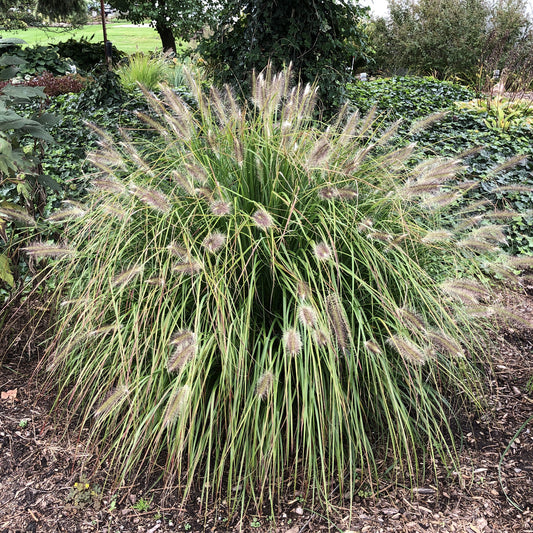 Prairie Winds® 'Desert Plains' Fountain Grass (Pennisetum) - Photo Property of Garden Crossings LLC
