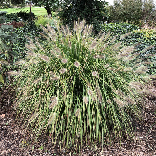 A large clump of Prairie Winds® 'Desert Plains' Fountain Grass (Pennisetum) displays slender green leaves and bottlebrush-like flower spikes, growing in a garden bed with mulch and surrounding greenery - Photo Property of Garden Crossings LLC.