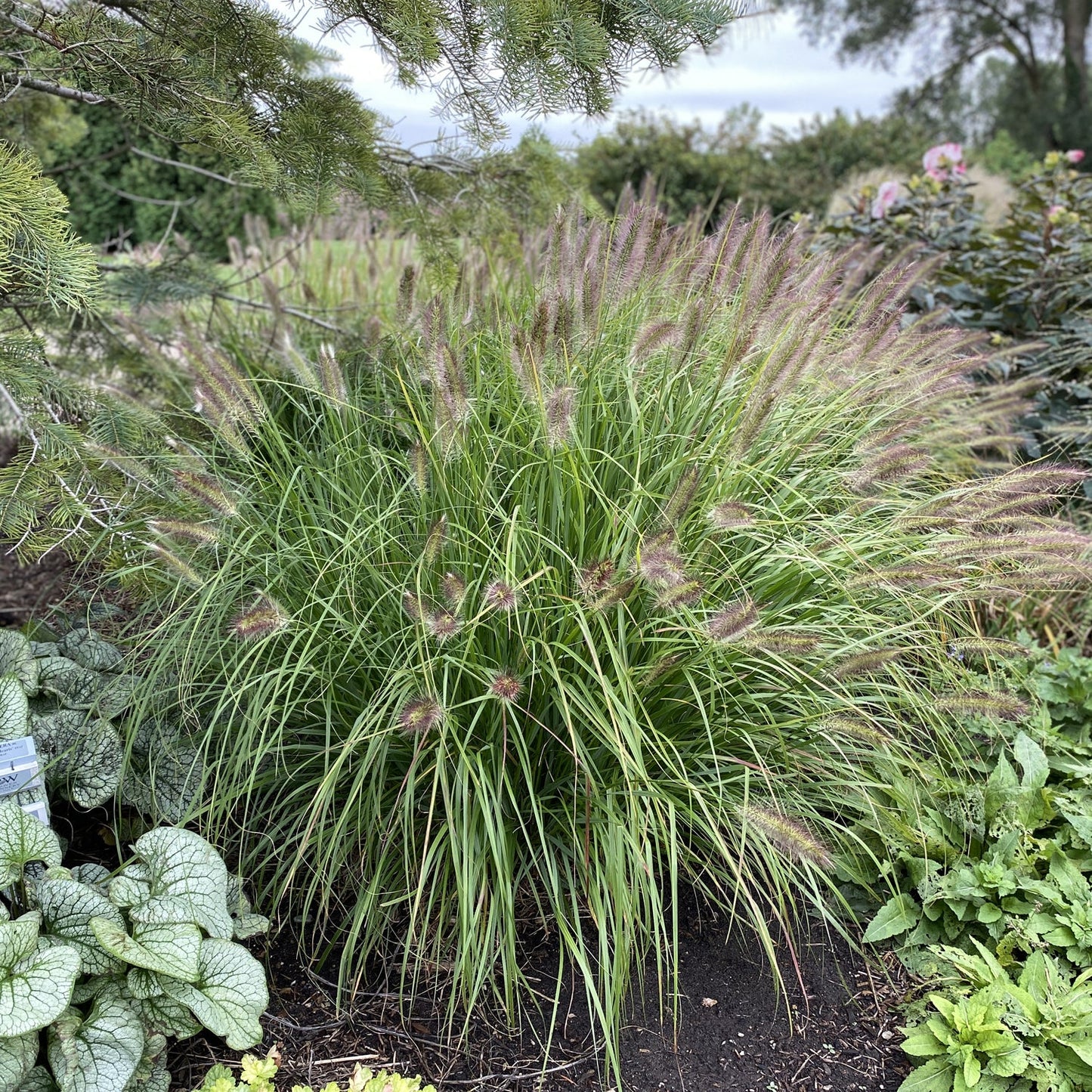 A dense clump of Prairie Winds® 'Desert Plains' Fountain Grass (Pennisetum) with long green blades and feathery purple-tinted flower spikes grows in a garden bed among other leafy plants and trees - Photo Property of Garden Crossings LLC.