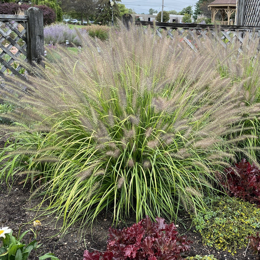 A large clump of Prairie Winds® 'Lemon Squeeze' Fountain Grass (Pennisetum), with tall feathery plumes and long green blades, grows in a garden bed bordered by a wooden fence and surrounded by other plants - Photo Property of Garden Crossings LLC.