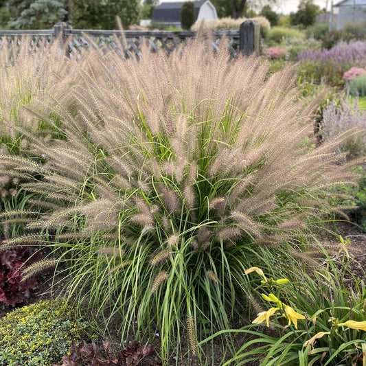 A large clump of Prairie Winds® 'Lemon Squeeze' Fountain Grass (Pennisetum) shows off its tall, slender green leaves and feathery tan plumes amid a backdrop of assorted garden plants and flowers - Photo Property of Garden Crossings LLC.