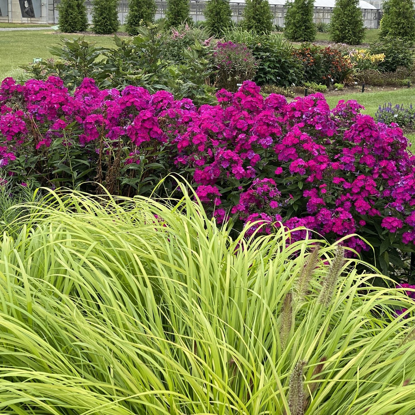 Densely blooming bright pink flowers stand behind a clump of tall Prairie Winds® 'Lemon Squeeze' Fountain Grass (Pennisetum) in a landscaped garden, with additional shrubs and trees in the background - Photo Property of Garden Crossings LLC.