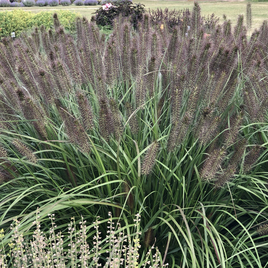 A dense clump of 'Puppy Love' Fountain Grass (Pennisetum) features tall, slender green leaves and many fuzzy brownish-purple flower spikes growing upright in an outdoor garden setting - Photo Property of Garden Crossings LLC.