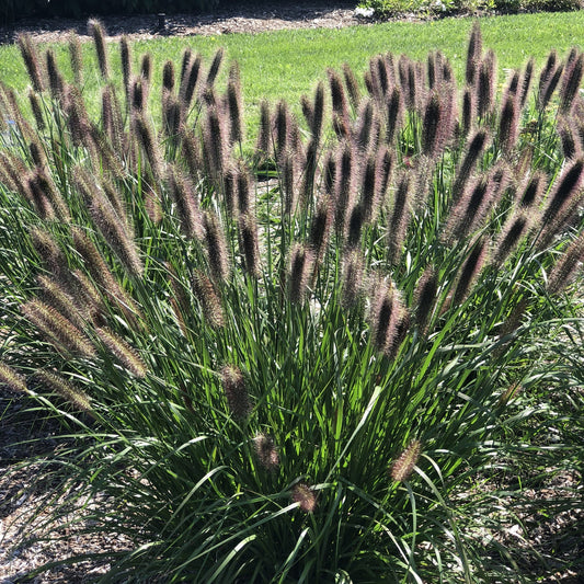 A cluster of 'Puppy Love' Fountain Grass (Pennisetum) with tall green leaves and fluffy brownish-purple flower spikes grows in a sunny garden, surrounded by mulch and lawn - Photo Property of Garden Crossings LLC.