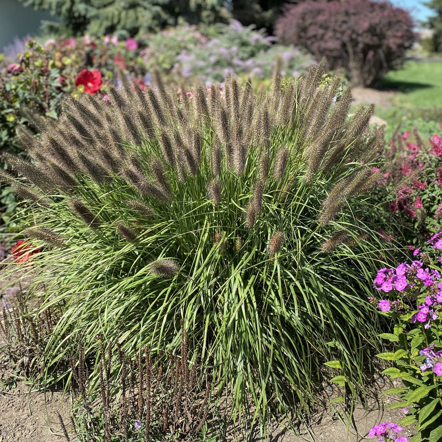 'Puppy Love' Fountain Grass (Pennisetum) showcases feathery, brown-topped plumes in a sunlit garden bed, surrounded by vibrant flowers and lush green foliage - Photo Property of Garden Crossings LLC.
