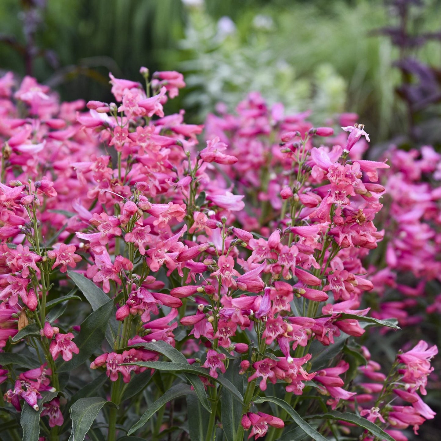 A cluster of Bejeweled™ 'Pink Pearls' Beardtongue (Penstemon) with tubular pink blooms and green foliage in a garden - Photo Courtesy of Proven Winners, Inc.