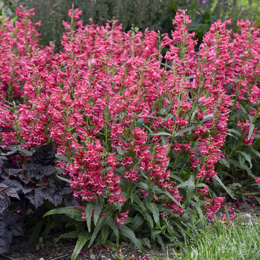 Bejeweled™ 'Rose Rhinestones' Beardtongue (Penstemon) produces clusters of vibrant rose pink tubular blooms that grow densely amid lush green foliage, adding striking color to any perennial garden bed - Photo Courtesy of Proven Winners, Inc.