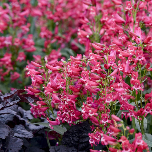 Close-up of Bejeweled™ 'Rose Rhinestones' Beardtongue (Penstemon) features clusters of vibrant rose pink blooms with green stems and leaves, set against dark purple foliage - Photo Courtesy of Proven Winners, Inc.