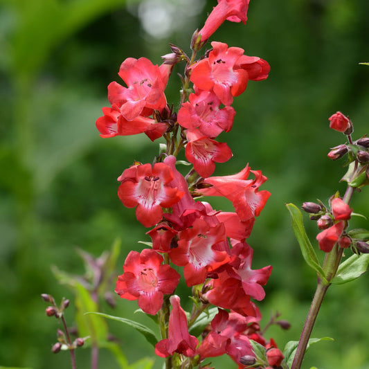 A close-up of 'Cherry Sparks' Beardtongue (Penstemon), a vibrant perennial with clusters of red, trumpet-shaped flowers and green leaves, set against a blurred green background - Photo Courtesy of Ball Horticulture, Inc.
