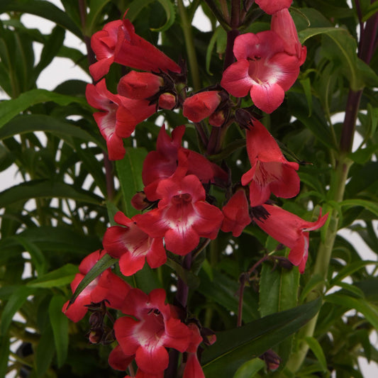 Clusters of vibrant red tubular flowers with white markings bloom among long, narrow green leaves on leafy stems—this native perennial is called 'Cherry Sparks' Beardtongue (Penstemon) - Photo Courtesy of Ball Horticulture, Inc.