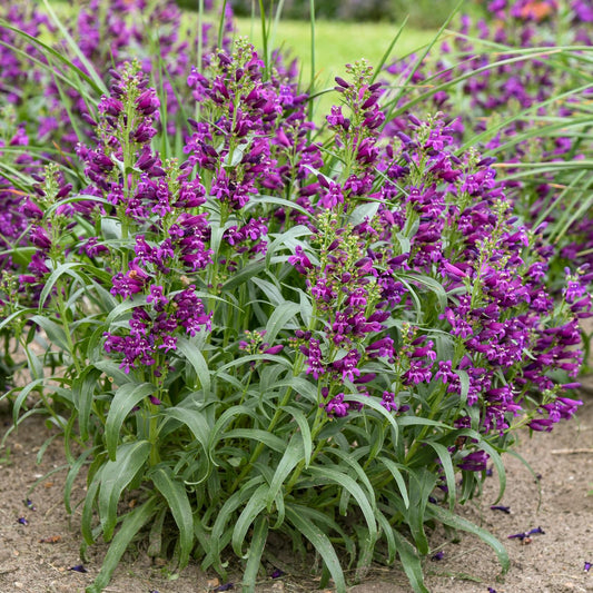 A cluster of tall, green Bejewled® 'Dark Amethyst' Beardtongue (Penstemon) with dense spikes of vibrant reddish-purple flowers grows in a garden bed, with more of these perennial pollinator plants visible in the background - Photo Courtesy of Walters Gardens, Inc.