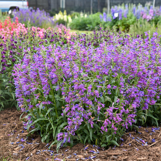 A dense cluster of tall, purple Bejeweled® 'Lavender Sapphires' Beardtongue (Penstemon) blooms in a mulched bed, surrounded by colorful flowers and greenery - Photo Courtesy of Walters Gardens, Inc.